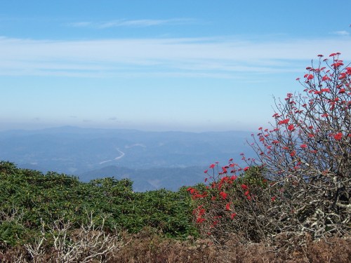 Craggy Gardens & Pinnacle 2013 002
