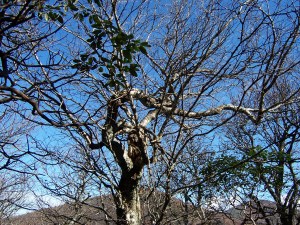 Craggy Gardens & Pinnacle 2013 012
