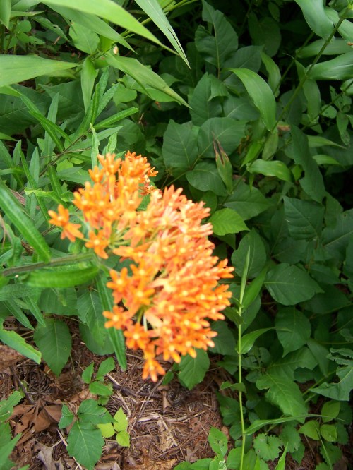 Photo: Georganne Spruce