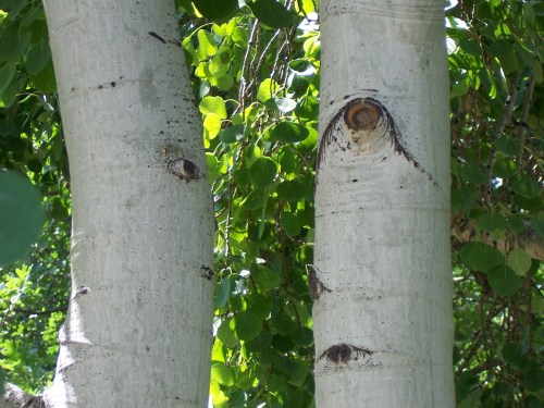 Photo: Georganne Spruce