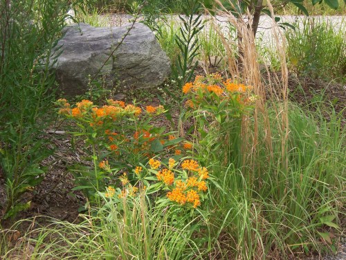 Photo:Georganne Spruce