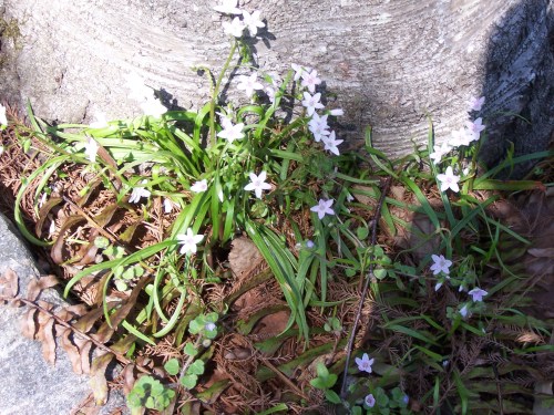 Photo: Geroganne Spruce