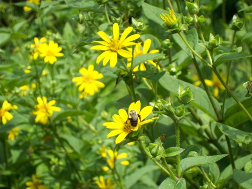 Wildflower Walk 2014 019