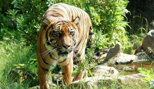 Tiger-wikimedia-commons-public-domain-665x385