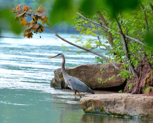great-blue-heron-360797_640
