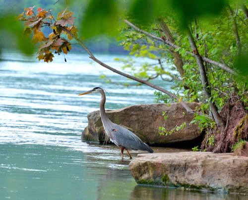 great-blue-heron-360797_640