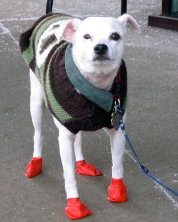 dog-wearing-booties