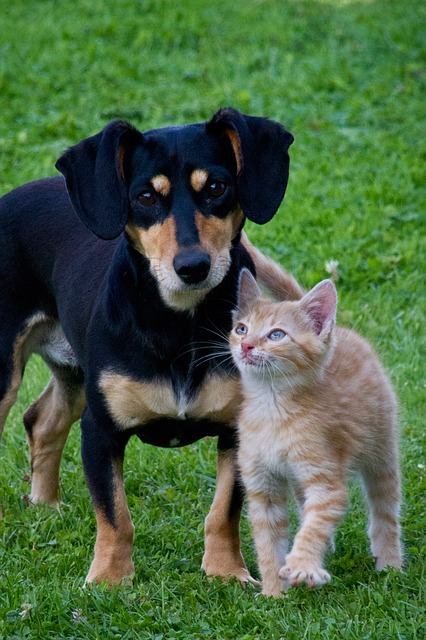 cat-dog-animals-pets-garden-friends-lovely