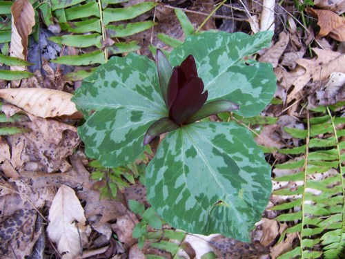 Great Hungrey river 020