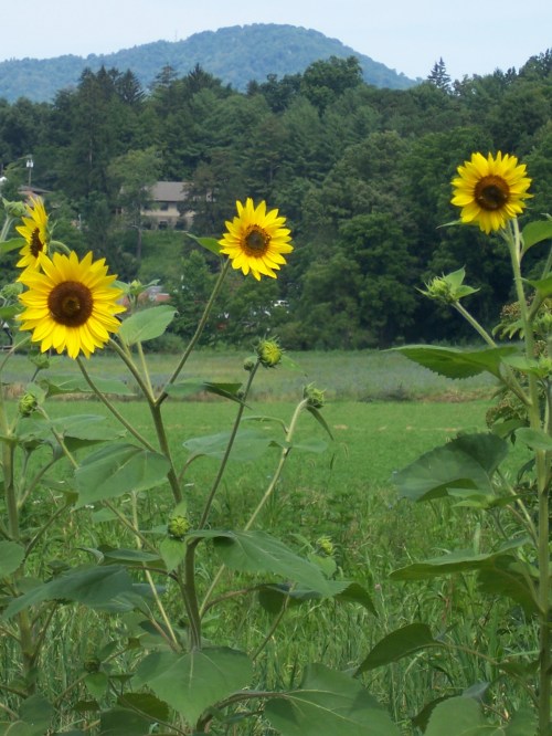 Wildflower Walk 2014 025